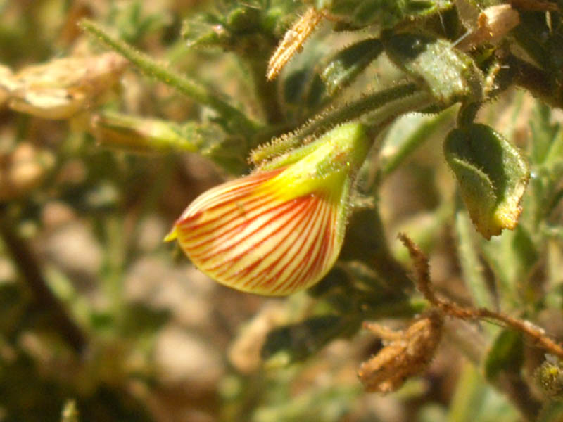 Ononis natrix photo